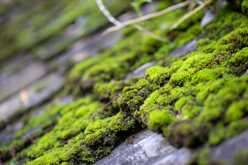 Killing-Roof-Moss-Tacoma-WA