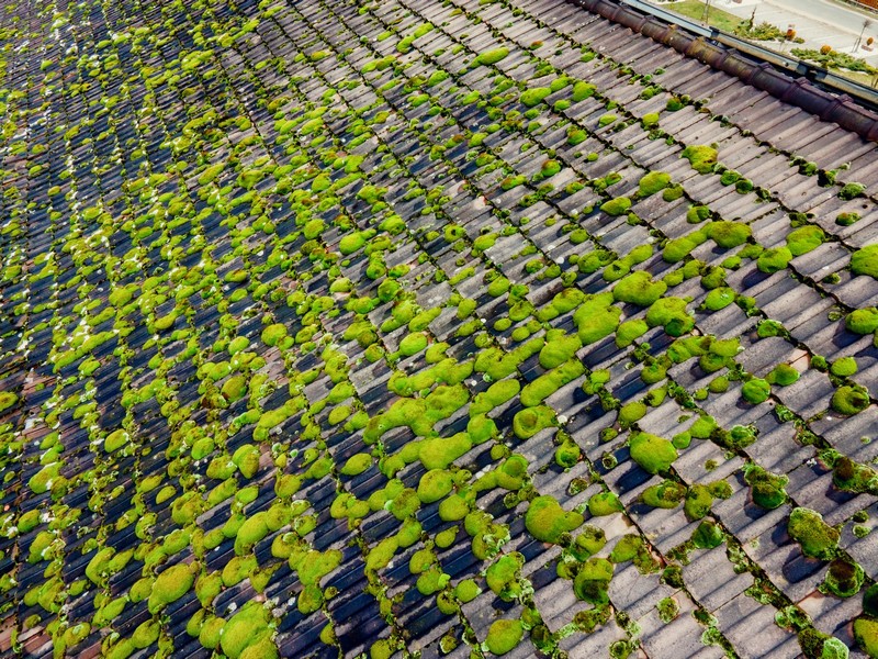 Moss-Killing-Kitsap-County-WA