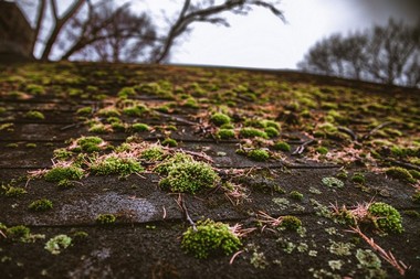 Lakewood moss killer services for your roof in WA near 98499
