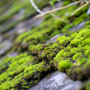 Selective,Focus,At,Green,Moss,On,The,Roof.beautiful,Background,Of