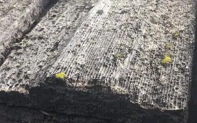 Moss Growth5